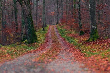 Autumn forest leaves nature photo