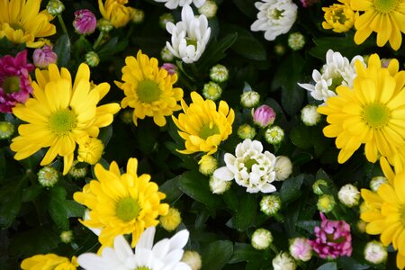 Parterre massif flowers fall photo