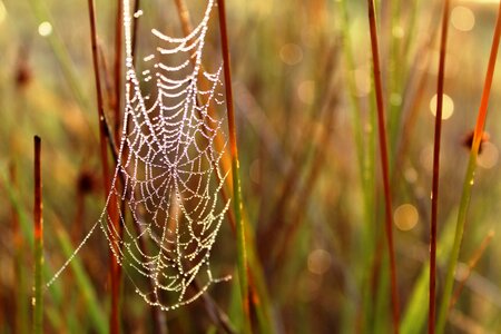 Cobweb dew water photo