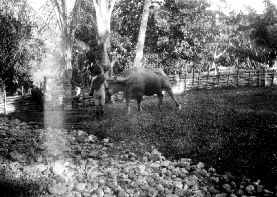 Slakt av en buffel. Männen har bamburör för att uppsamla blodet då halsen avskäres - SMVK - 010764