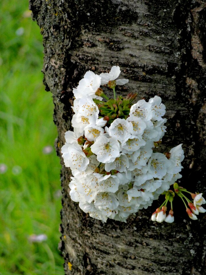 Flora season growth