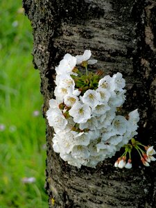 Flora season growth