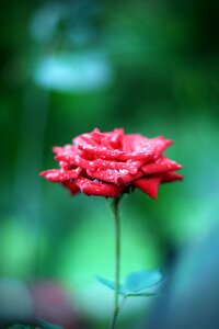 Plants red non