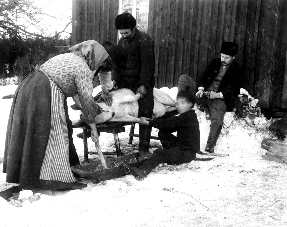 Slakt, stickning av gris. Jösse härad, Mangskog socken, Bjurbäcken, Värmland - Nordiska museet - NMA.0036275