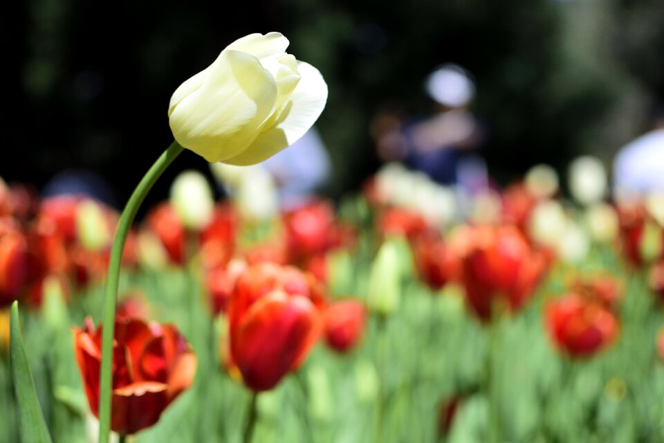Flower floral spring