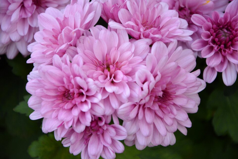 Offer nature color pink