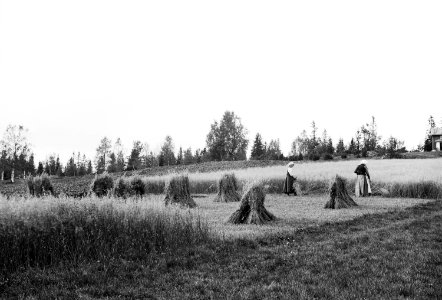 Skörd av havre i Bjurbäcken, Mangskogs socken, Jösse härad i Värmland - Nordiska museet - NMA.0076760 photo