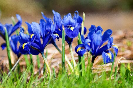 Season petal spring