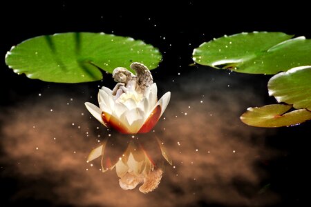 Aquatic plant flower white water lily