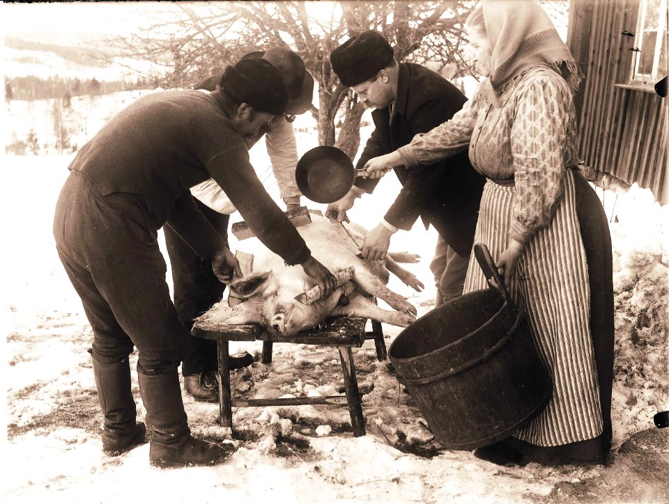 Slakt, skållning av gris. Jösse härad, Mangskog socken, Bjurbäcken, Värmland - Nordiska museet - NMA.0036234