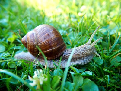 Nature snail shell molluscs photo