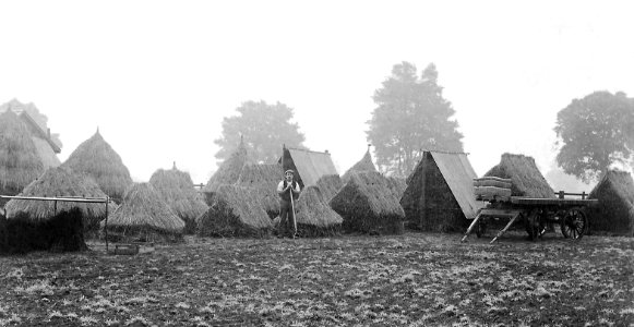 Sleaford farm worker with haystacks - 1909 photo