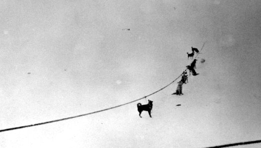 Sled dogs awaiting chow during Byrd’s First Antarctic Expedition April 1929 (25381900650)