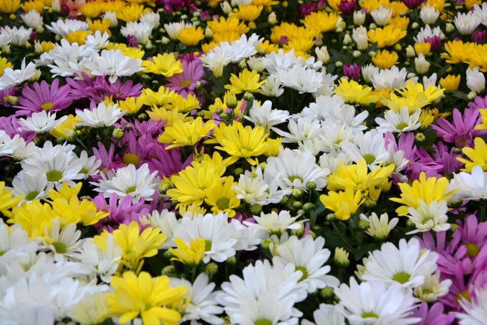 Color white yellow
