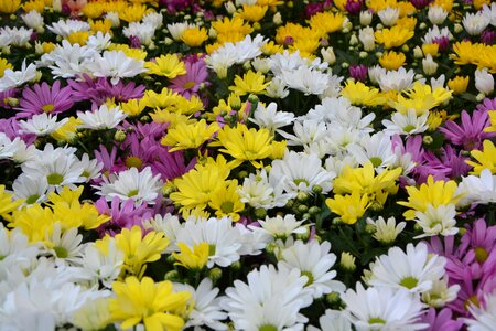 Color white yellow