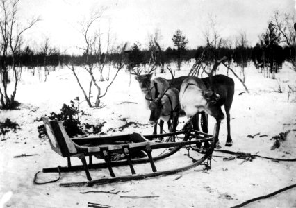 Slede av samojedisk type og tre reinsdyr. Kolahalvøya, Russland, antatt 1900-1910 - Norsk folkemuseum - NF.06725-011