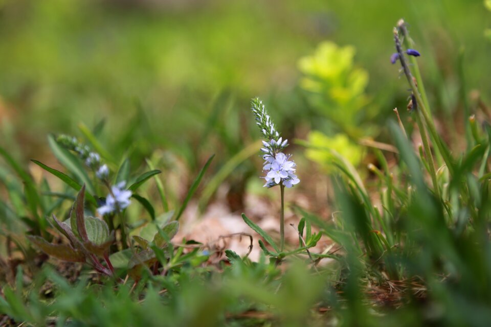 Outdoors grass wild