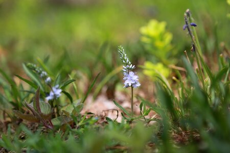 Outdoors grass wild
