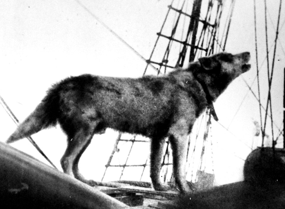 Sled-dog named Shackleton on Admiral Byrd's ship City of New York (25682750875)
