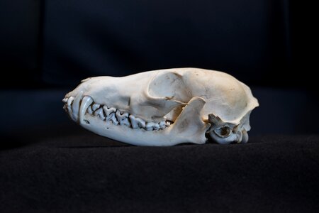 Skull and crossbones bone death photo