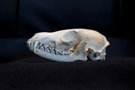Skull and crossbones bone death