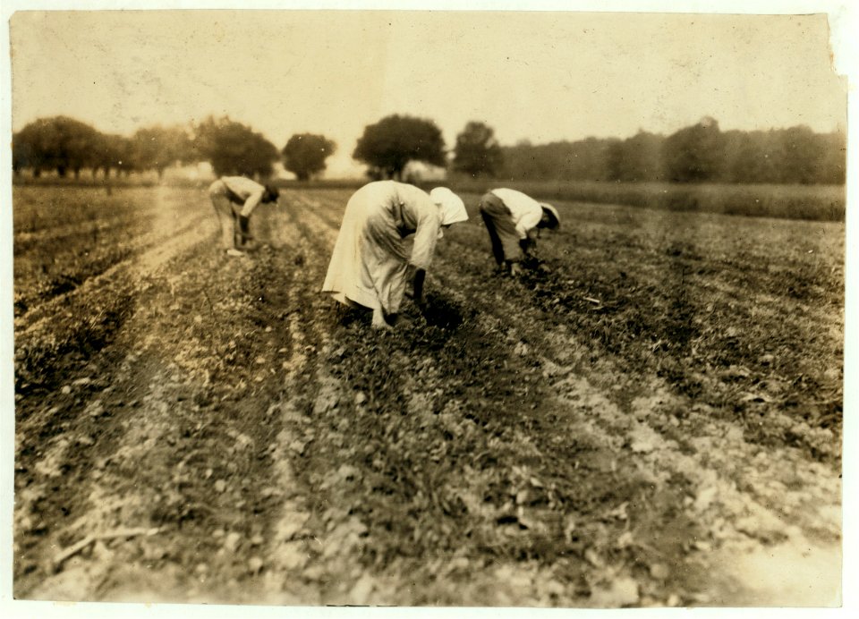 Slovaks blocking and thinning beets near Corunna. LOC nclc.00688