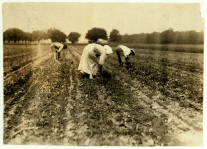 Slovaks blocking and thinning beets near Corunna. LOC nclc.00688