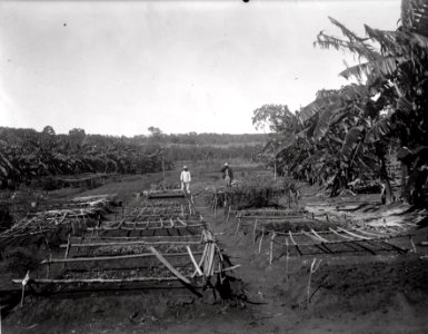 Sluszanskis köksträdgård. S-te Marie de Marovoay. Madagaskar - SMVK - 021951