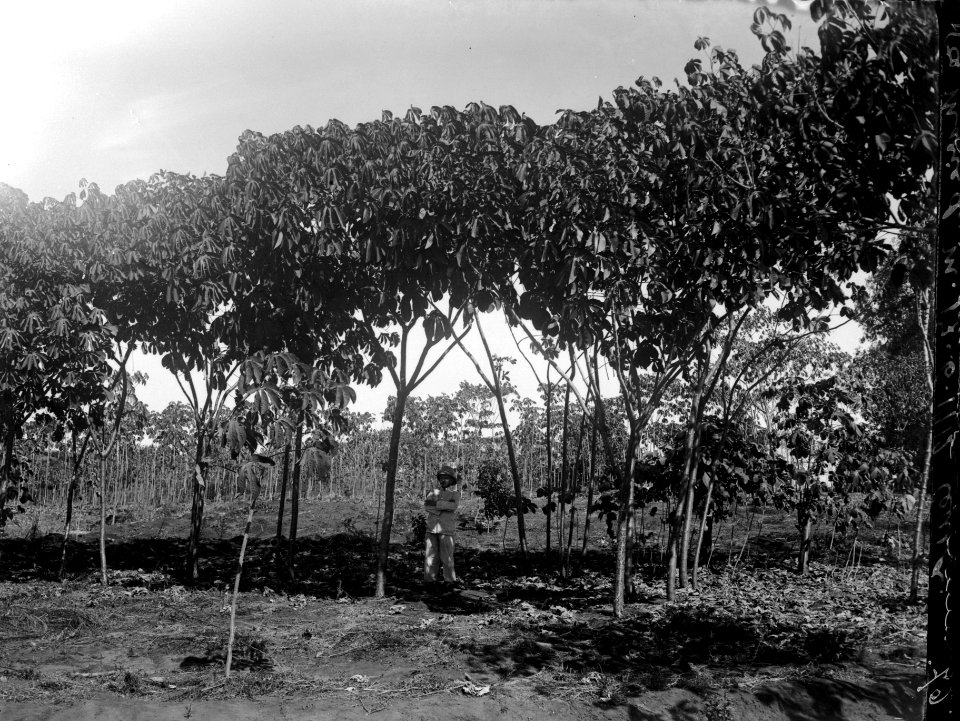 Sluszanskis Ceara-plantage. S.-te Marie de Marovoay. Madagaskar - SMVK - 021931