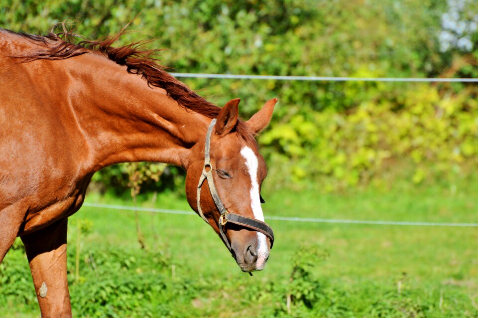 Equestrian coupling animal