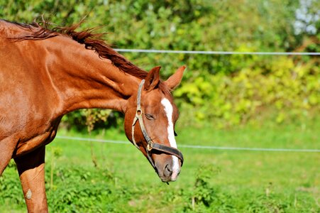 Equestrian coupling animal photo