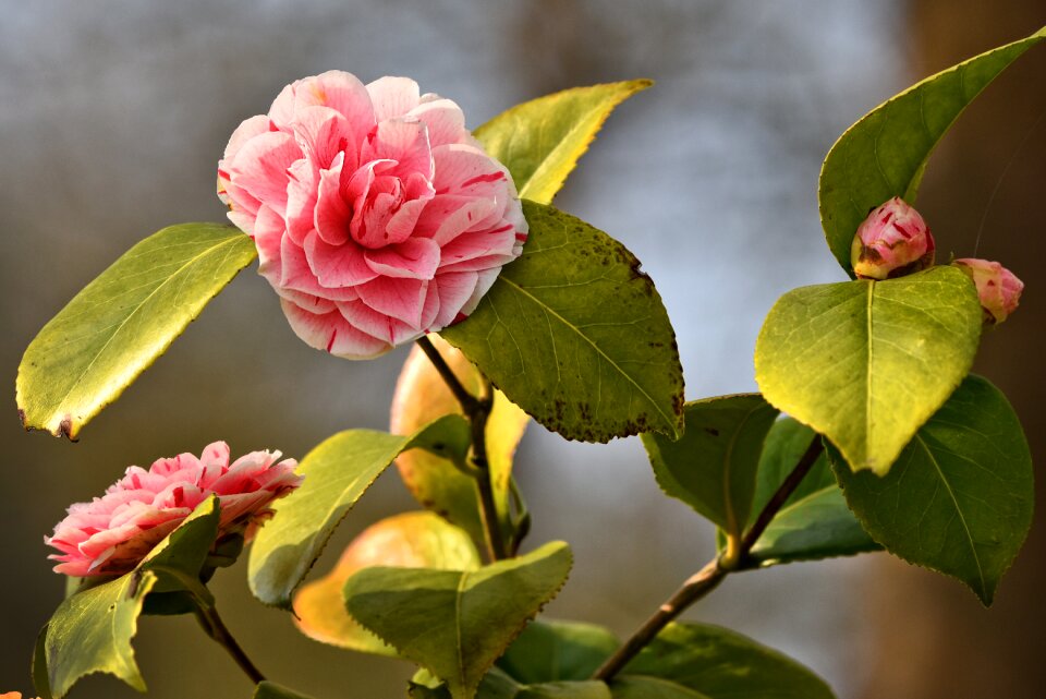 Rhododendron blossom early spring
