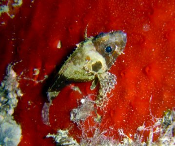 Small scorpionfish (reef091152562)