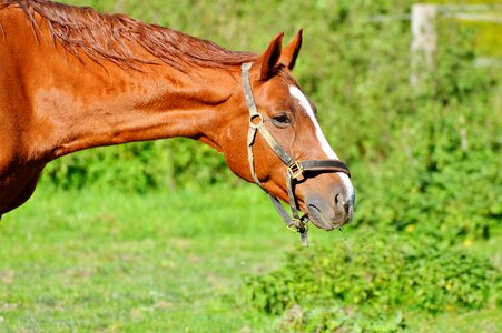 Equestrian coupling animal