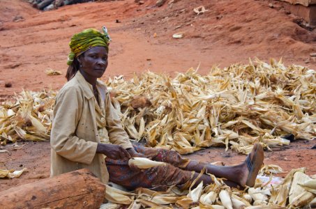 Smallholder Maize (23970373759)