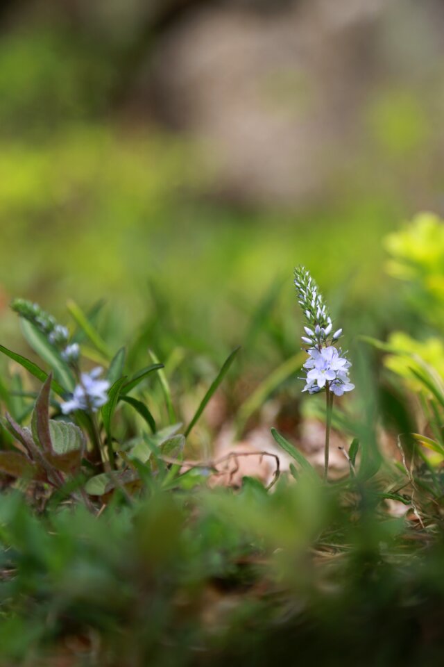 Outdoors grass wild