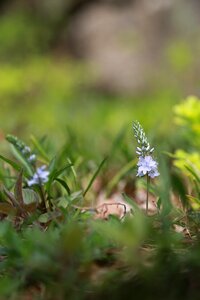 Outdoors grass wild