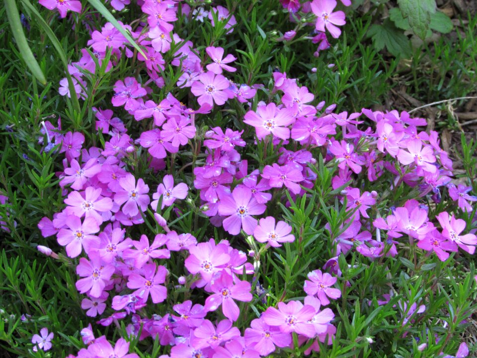 Floral natural garden
