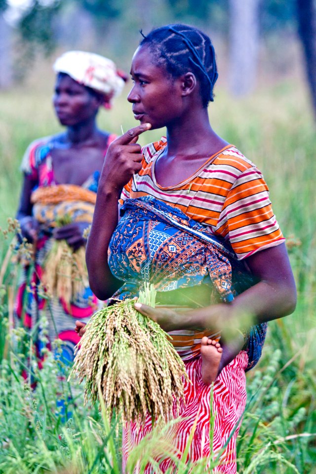 Smallholder Rice (23970376329)