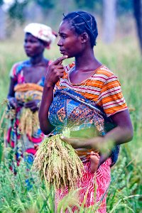 Smallholder Rice (23970376329)
