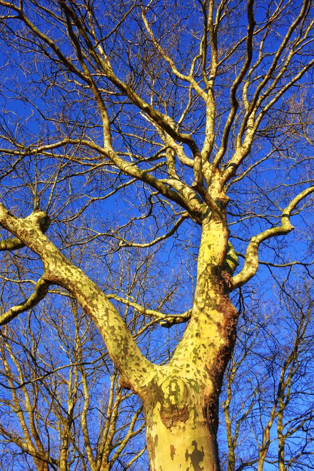 Sycamore tree trunk