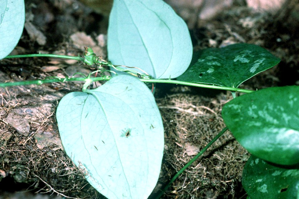 Smilax glauca NRCS-1