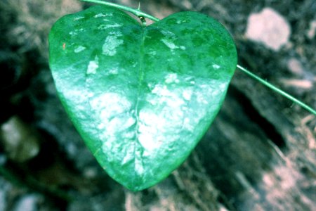 Smilax glauca NRCS-2