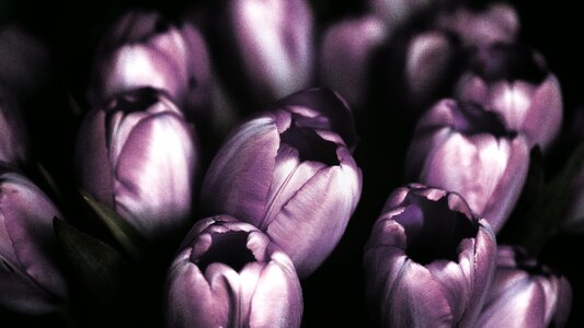 Tulips flower nature