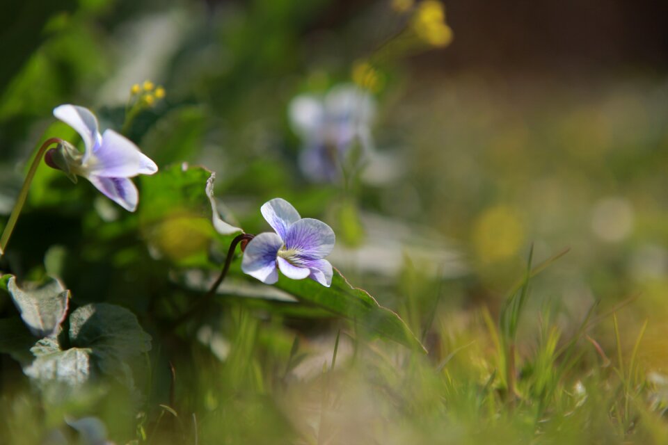 Plants outdoors grass