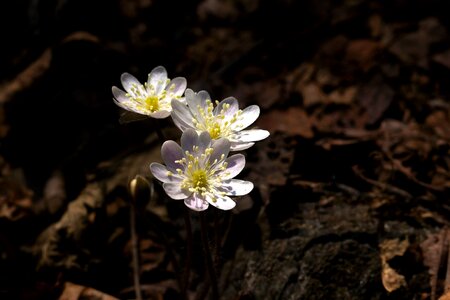 Outdoors wildflower hepatica photo