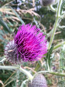 Plant wild purple