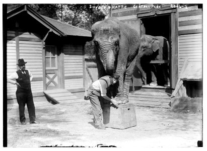 Snyder and Hattie in Central Park. Snyder is in front of the elephant. LCCN2014688130