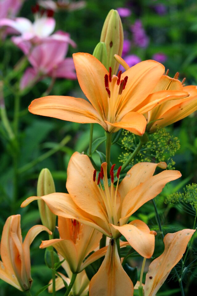 Plant summer garden flowers
