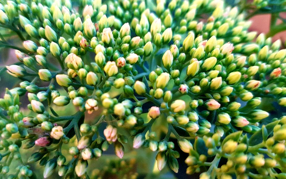 Bouquet of flowers greetings gift